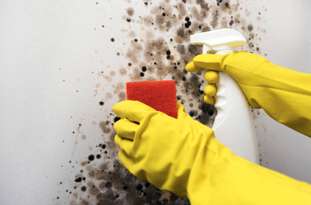 Best DIY Mold Remediation Support Services in Rantoul, IL