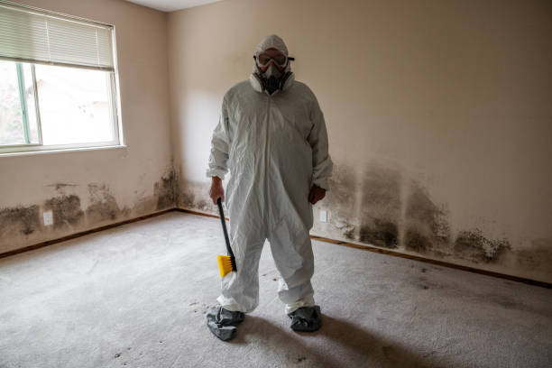 Professional Mold Remediation in Rantoul, IL