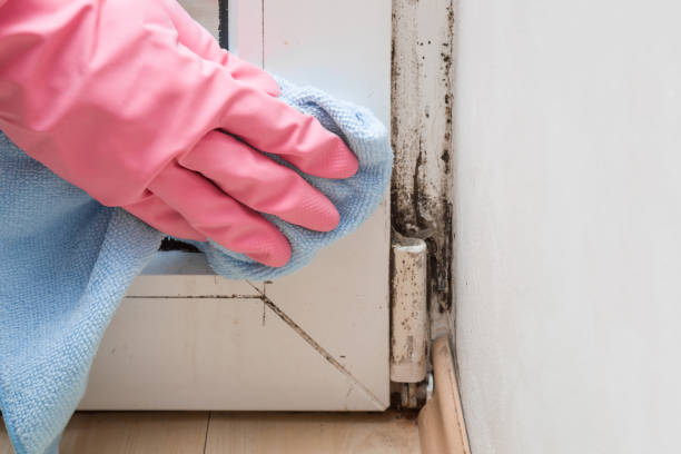 Best Mold Testing and Inspection Services in Rantoul, IL