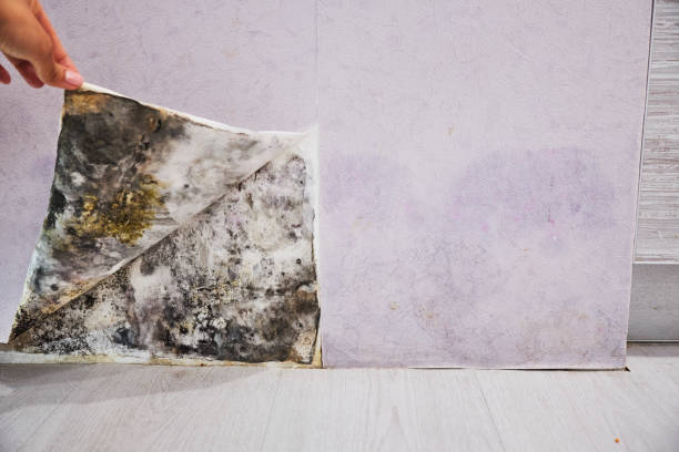 Best Basement Mold Remediation in Rantoul, IL